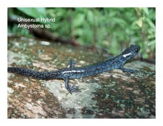 Unisexual Hybrid
Ambystoma sp.
 
