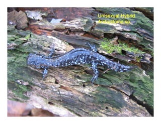 Unisexual Hybrid
Ambystoma sp.
 