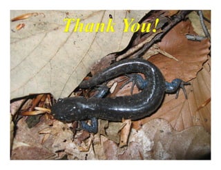 Vernal Pools & Amphibians