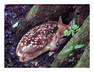 Vernal Pools & Amphibians