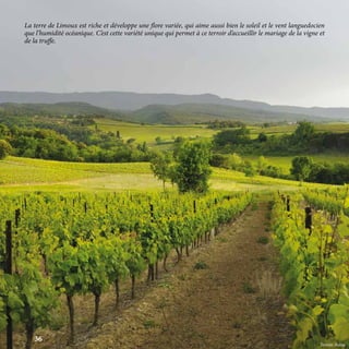 La terre de Limoux est riche et développe une flore variée, qui aime aussi bien le soleil et le vent languedocien
que l’humidité océanique. C’est cette variété unique qui permet à ce terroir d’accueillir le mariage de la vigne et
de la truffe.
Terroir Autan
36
 
