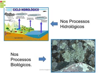 Nos Processos
Hidrológicos
Nos
Processos
Biológicos.
carolcorreageo.blogspot.com
 