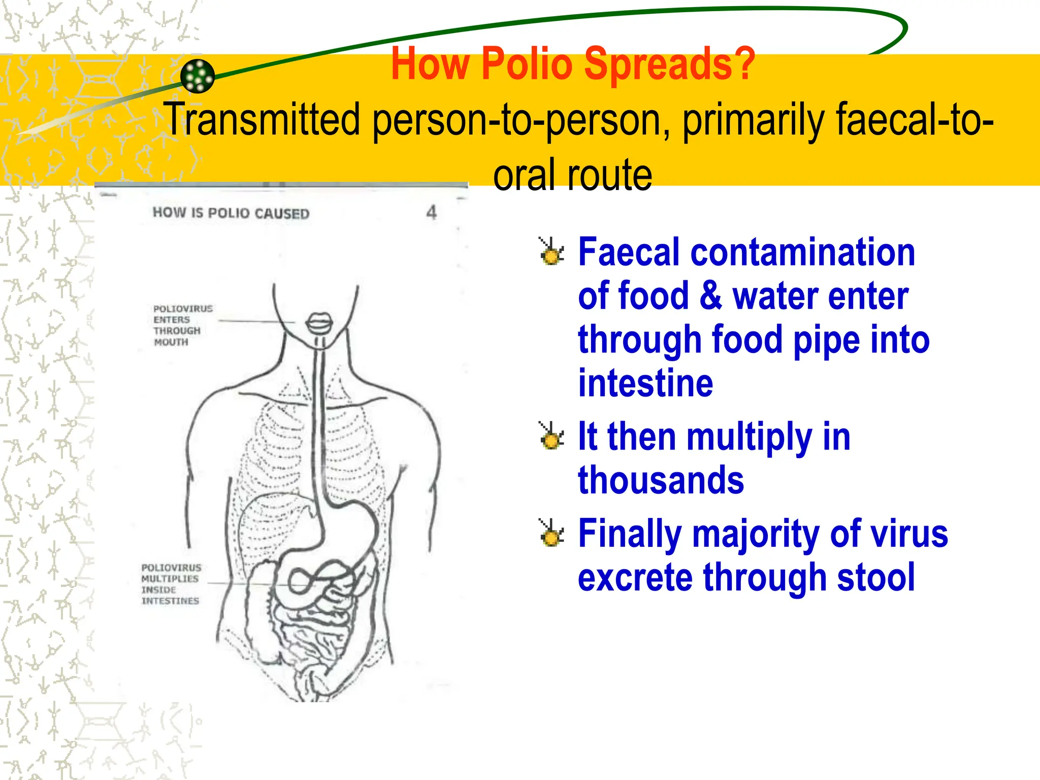 How Polio Spreads?
Transmitted person-to-person, primarily faecal-to-
oral route
Faecal contamination
of food & water enter
through food pipe into
intestine
It then multiply in
thousands
Finally majority of virus
excrete through stool
 