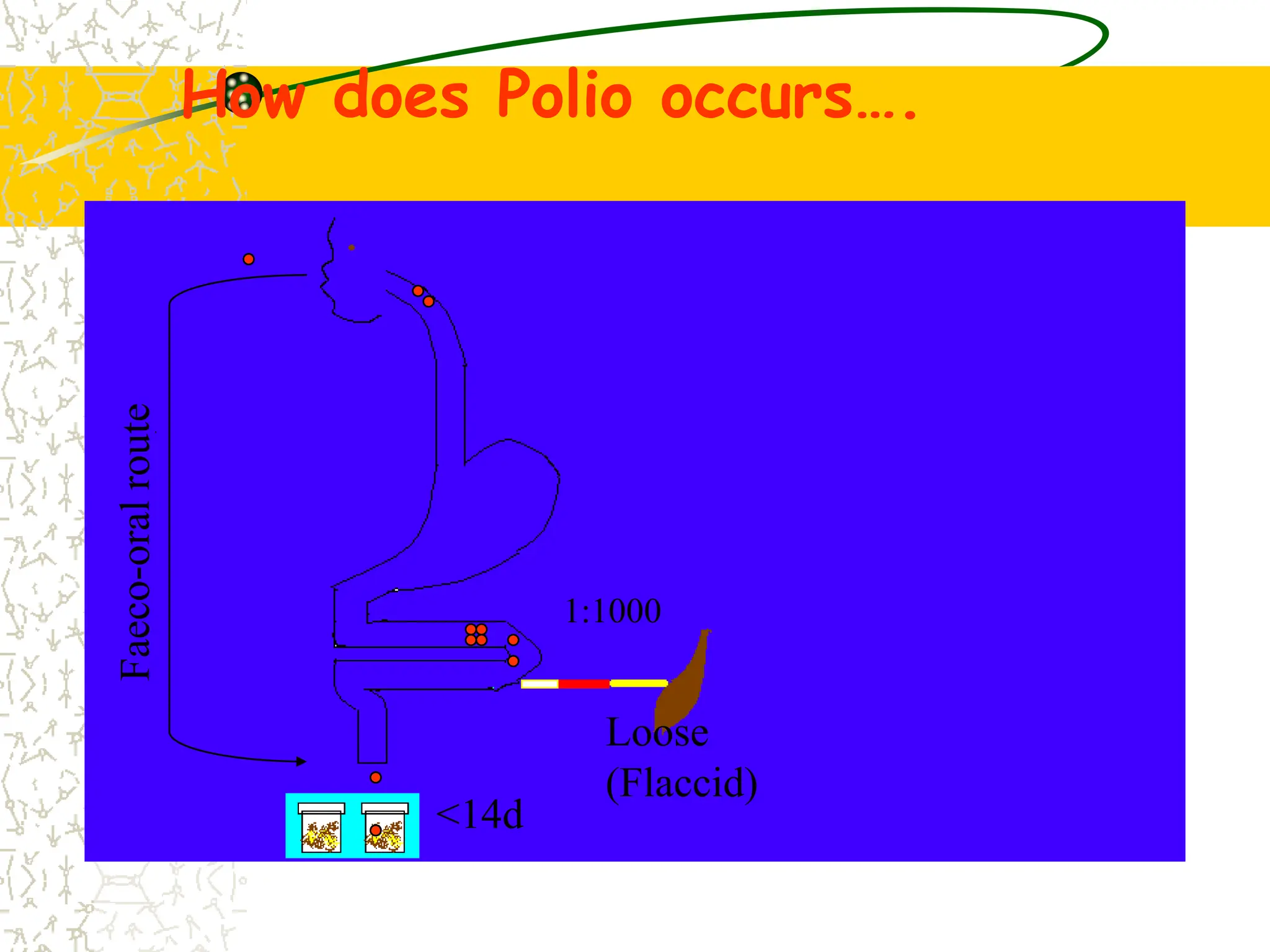Faeco-oral
route
1:1000
Loose
(Flaccid)
<14d
How does Polio occurs….
 