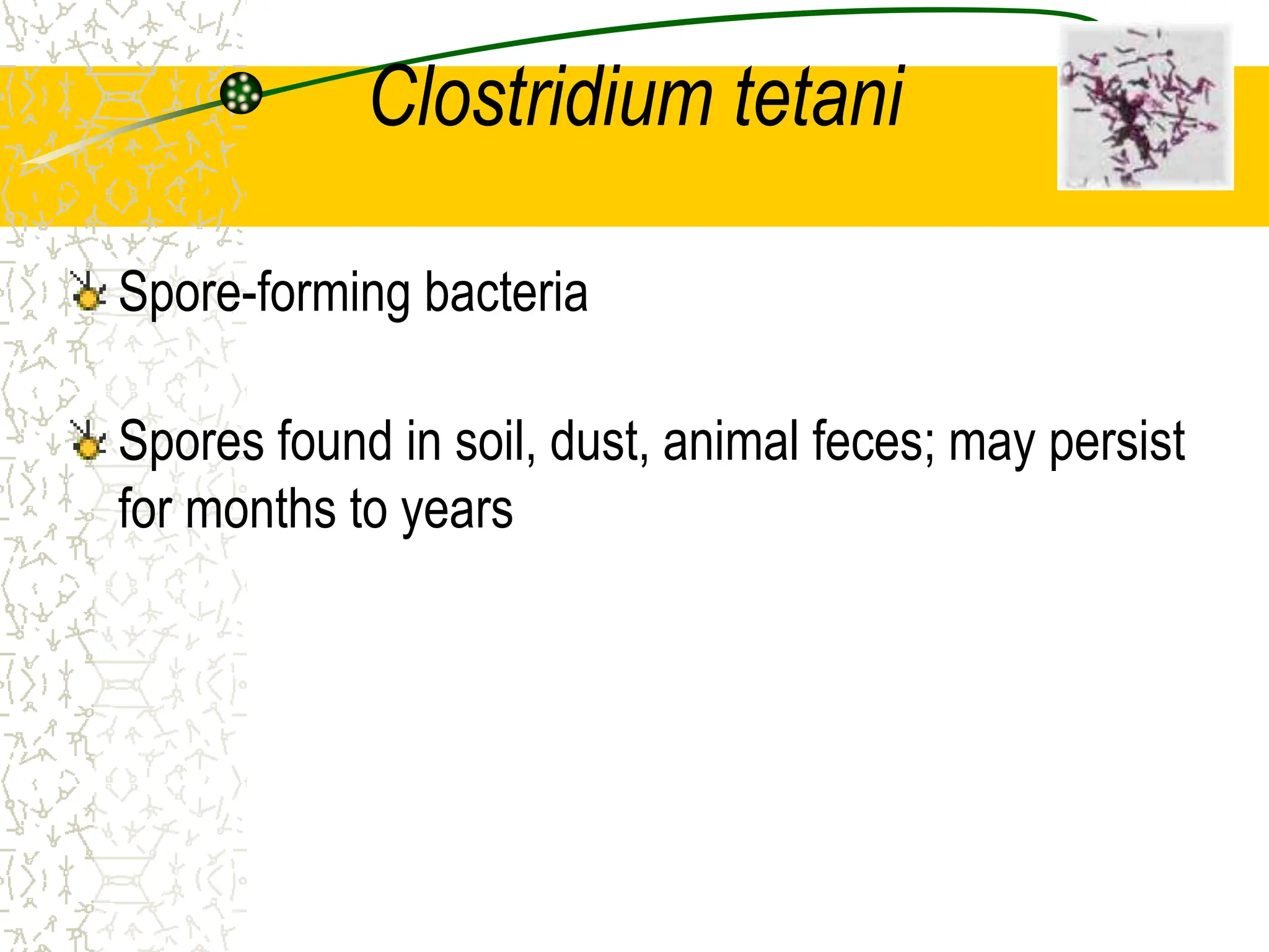 Clostridium tetani
Spore-forming bacteria
Spores found in soil, dust, animal feces; may persist
for months to years
 