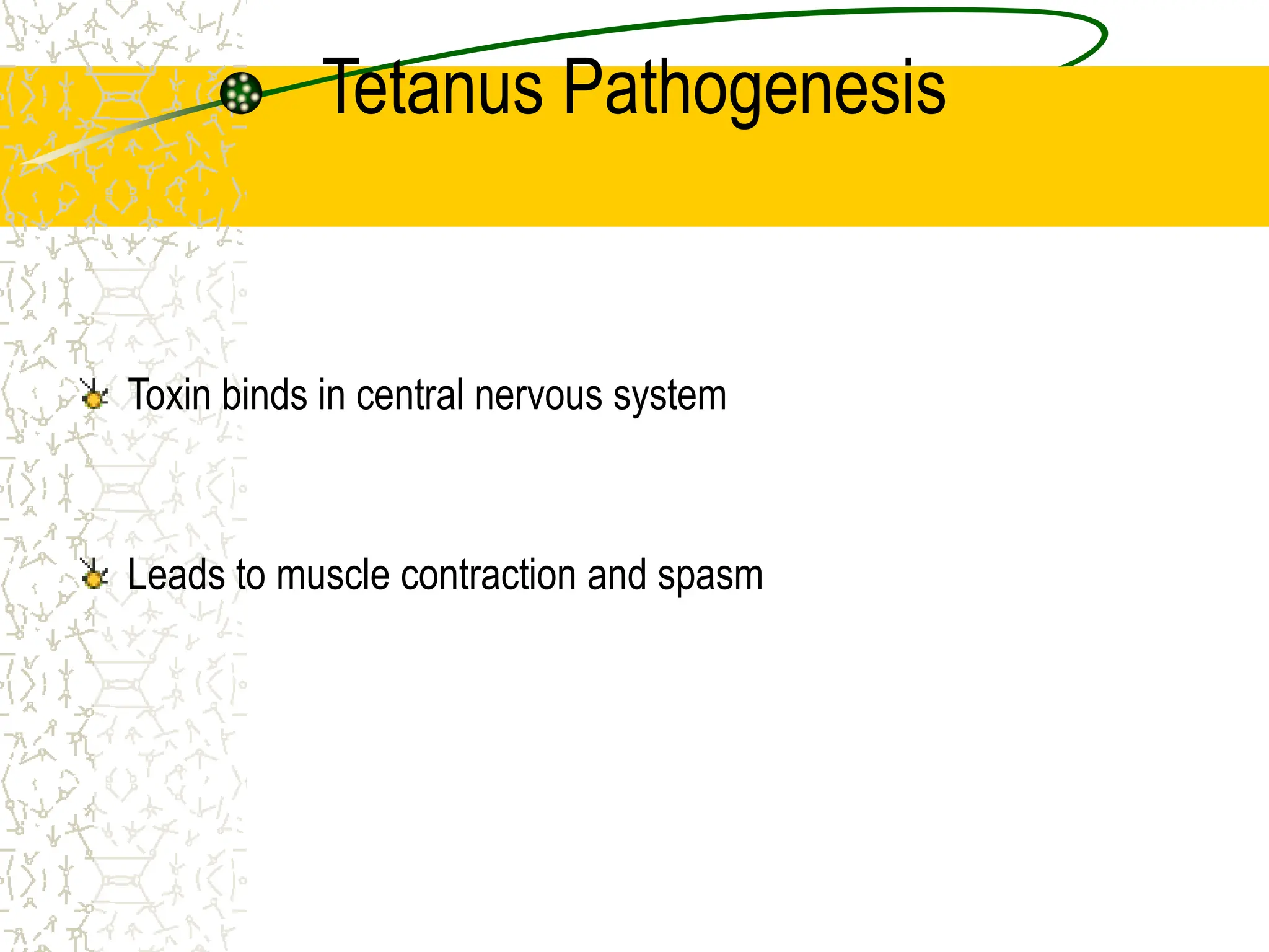 Tetanus Pathogenesis
Toxin binds in central nervous system
Leads to muscle contraction and spasm
 