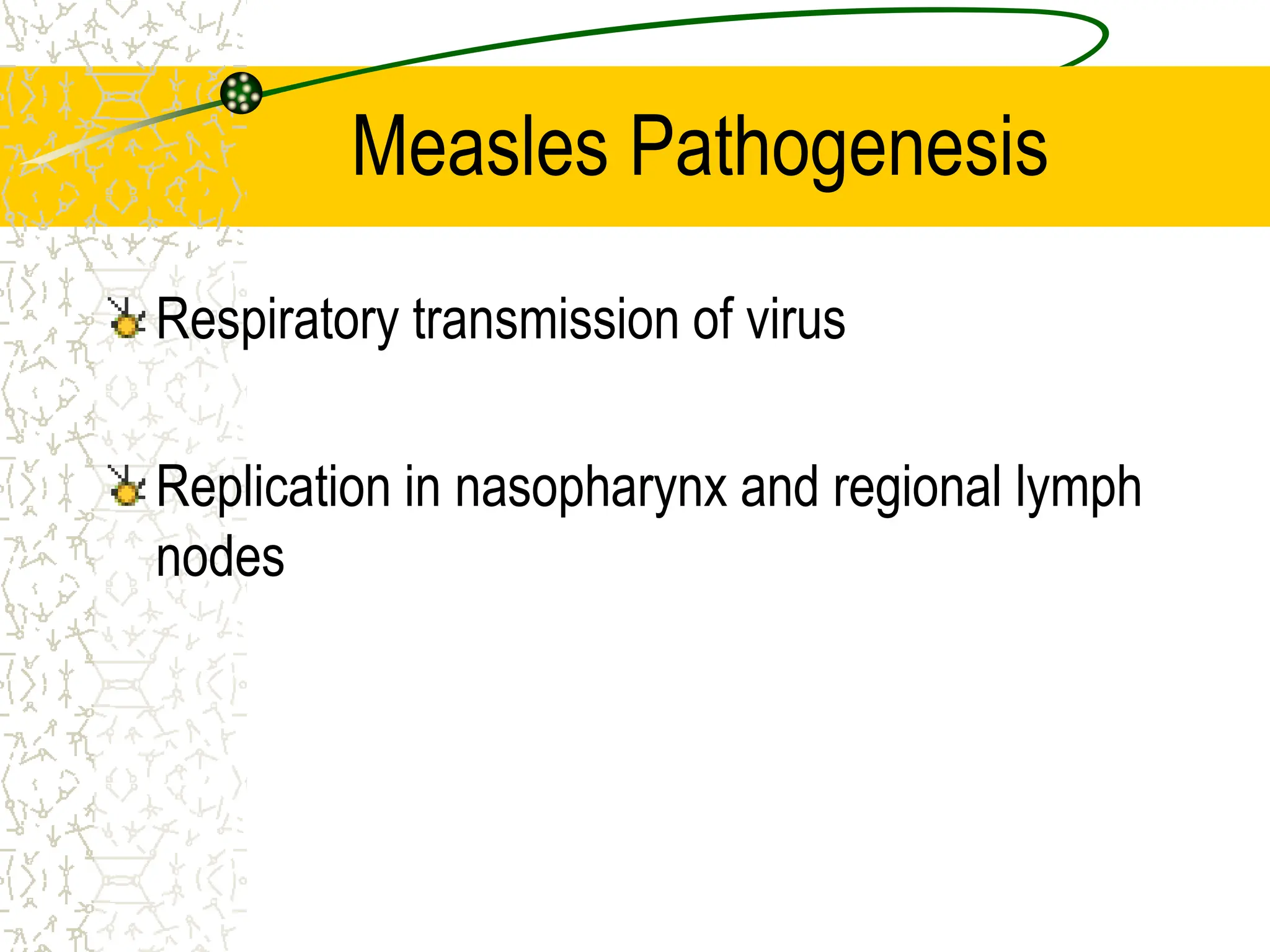 Measles Pathogenesis
Respiratory transmission of virus
Replication in nasopharynx and regional lymph
nodes
 
