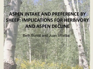 ASPEN INTAKE AND PREFERENCE BY 
SHEEP: IMPLICATIONS FOR HERBIVORY 
AND ASPEN DECLINE 
Beth Burritt and Juan Villalba 
 