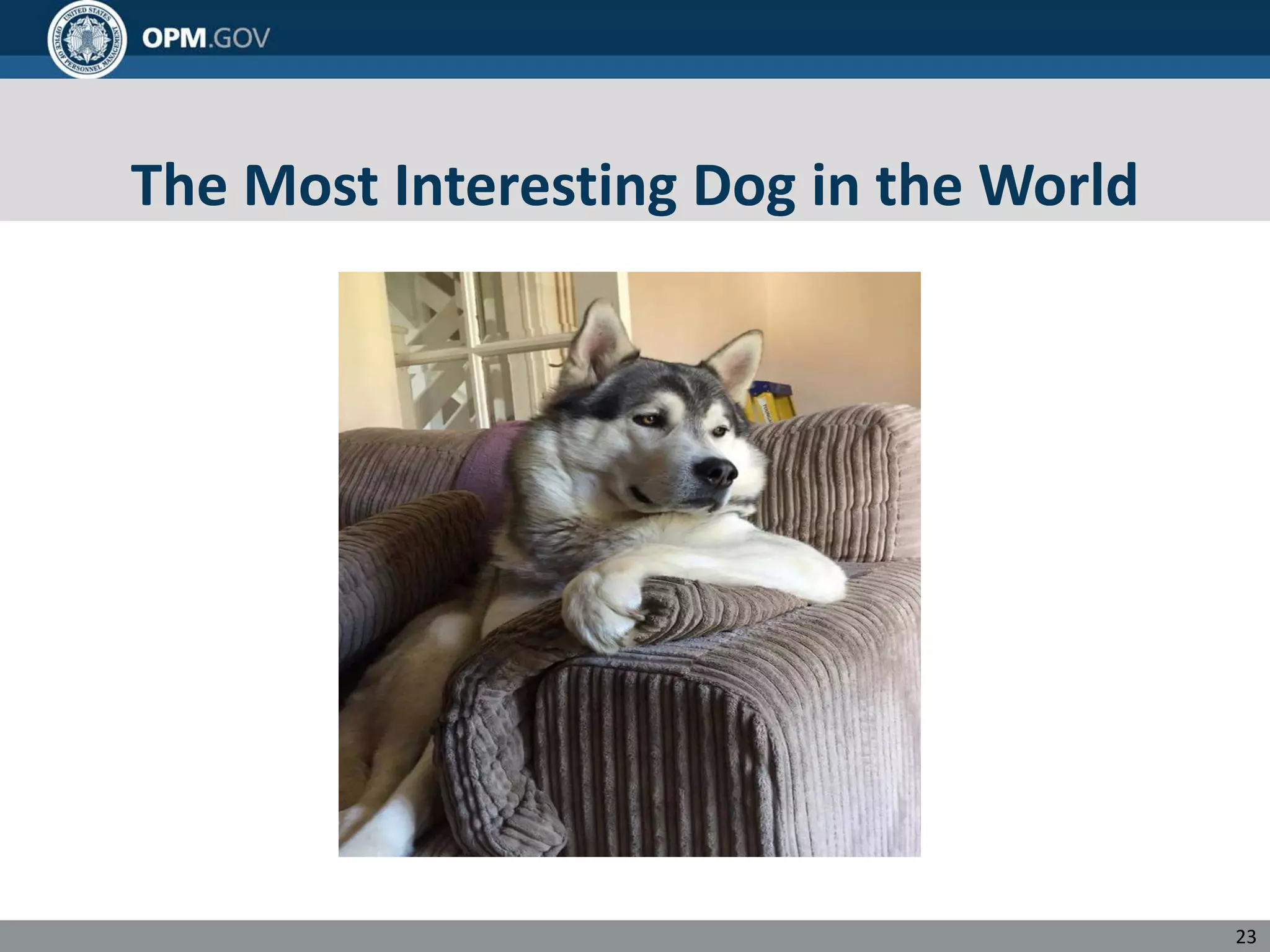 The Most Interesting Dog in the World
23
 