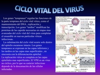 Los genes “tempranos” regulan las funciones de
la parte temprana del ciclo vital vírico, como el
mantenimiento del DNA , replicación y
transcripción. Los genes “tardíos” modifican las
proteínas de las capside necesarias en etapas mas
avanzadas del ciclo vital del virus para completar
el ensamble en nuevas partículas víricas
infecciosas.
  La culminación del ciclo vital ocurre solo dentro
del epitelio escamoso intacto. Los genes
tempranos se expresan en las capas inferiores y
los tardíos en las capas mas superficiales , en
sincronía con la diferenciación epitelial.
La replicación vírica se completa en las capas
epiteliales mas superficiales. El VPH es un virus
no cíclico, por lo que su carácter infeccioso
depende de la descamación de las células
infectadas.
 