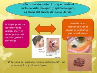  Los virus del papiloma humano contienen ADN, son
mucosotrópicos y cutaneotrópicos
En la actualidad está claro que desde el
punto de vista biológico y epidemiológico,
es causa del cáncer de cuello uterino
la mayor parte de
los cánceres de
vagina, ano y en
menor proporción
de vulva, pene y
orofaringe
también se ha
relacionado con el
cáncer de conjuntiva y
piel no melanoma.
 