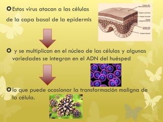Estos virus atacan a las células
de la capa basal de la epidermis
 y se multiplican en el núcleo de las células y algunas
variedades se integran en el ADN del huésped
lo que puede ocasionar la transformación maligna de
la célula.
 