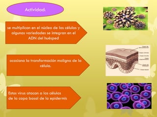 Estos virus atacan a las células
de la capa basal de la epidermis
se multiplican en el núcleo de las células y
algunas variedades se integran en el
ADN del huésped
ocasiona la transformación maligna de la
célula.
Actividad:
 