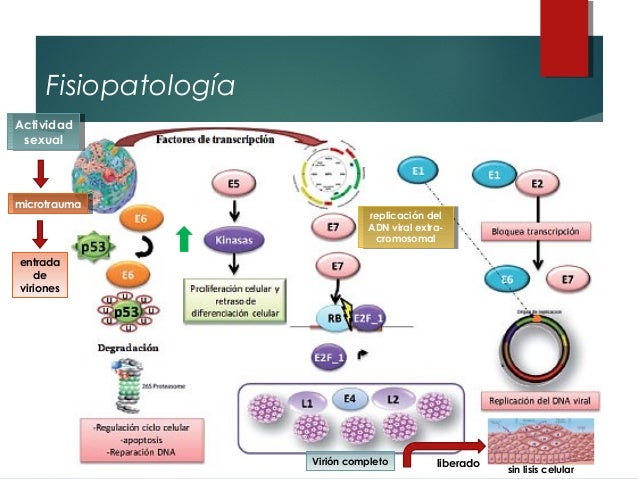 Fisiopatologia Del Virus Del Papiloma Humano www.slideshare.net