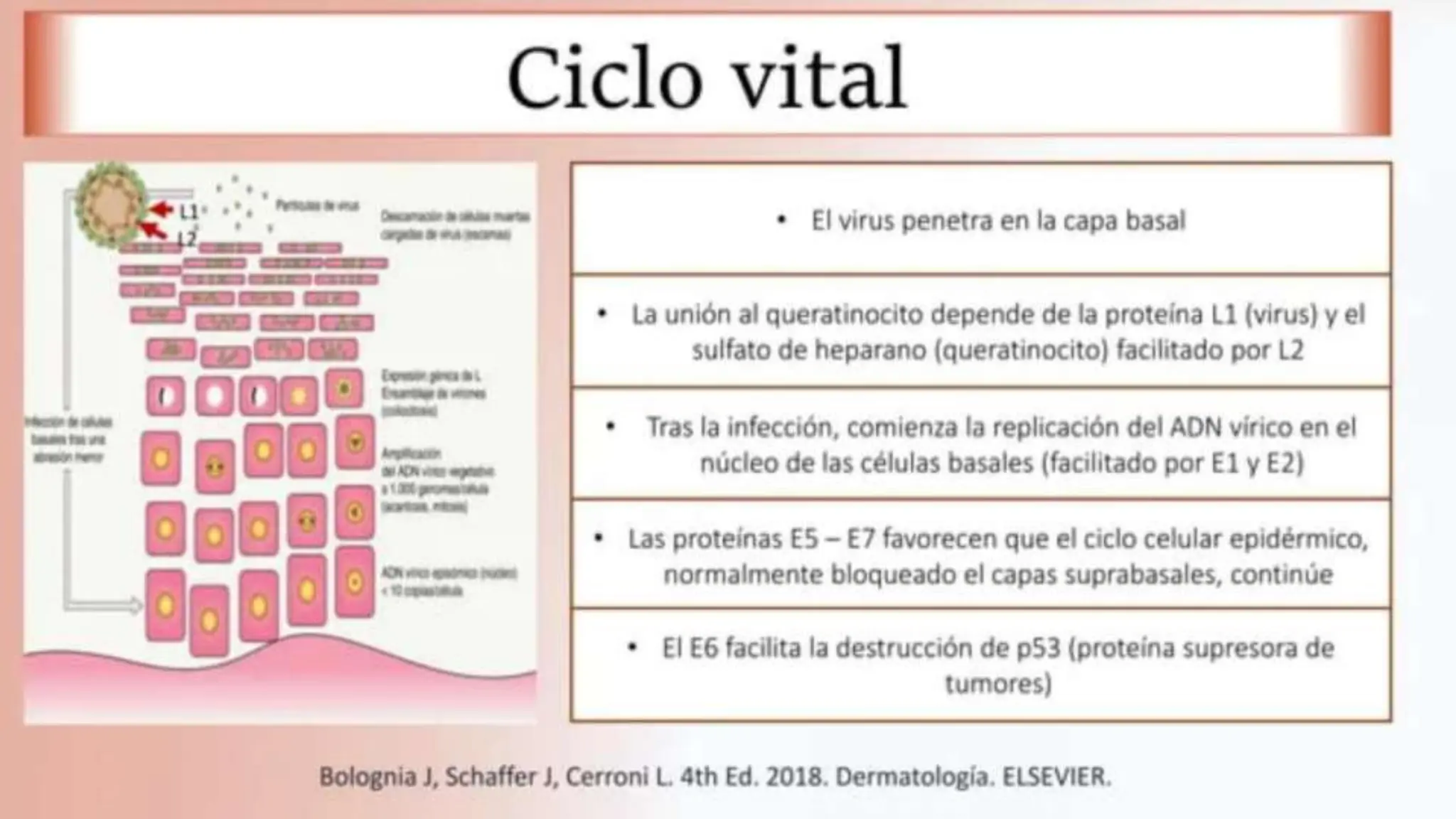Virus del papiloma humano, tipos, tratamiento, ciclo de vida | PPTX