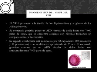 • El VPH pertenece a la familia de los Papilomaviridae y al género de los
Alfapapilomavirus
• Su contenido genético posee un ADN circular de doble hebra con 7.900
pares de bases, que se encuentra asociado con histonas formando un
complejo similar a la cromatina
• Su cápside icosahédrica está compuesta por 72 capsómeros (60 hexámeros
y 12 pentámeros), con un diámetro aproximado de 55 nm. El contenido
genético consiste en un ADN circular de doble hebra con
aproximadamente 7.900 pares de bases.
FILOGENETICA DEL VIRUS DEL
VPH
 