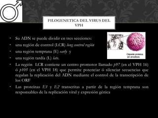 • Su ADN se puede dividir en tres secciones:
• una región de control (LCR) long control región
• una región temprana (E) early y
• una región tardía (L) late.
• La región LCR contiene un centro promotor llamado p97 (en el VPH 16)
ó p105 (en el VPH 18) que permite potenciar ó silenciar secuencias que
regulan la replicación del ADN mediante el control de la transcripción de
los ORF
• Las proteínas E1 y E2 transcritas a partir de la región temprana son
responsables de la replicación viral y expresión génica
FILOGENETICA DEL VIRUS DEL
VPH
 