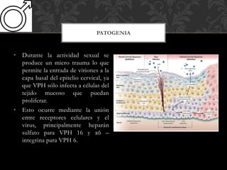 • Durante la actividad sexual se
produce un micro trauma lo que
permite la entrada de viriones a la
capa basal del epitelio cervical, ya
que VPH sólo infecta a células del
tejido mucoso que puedan
proliferar.
• Esto ocurre mediante la unión
entre receptores celulares y el
virus, principalmente heparán
sulfato para VPH 16 y α6 –
integrina para VPH 6.
PATOGENIA
 