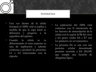 • Una vez dentro de la célula
huésped, el ADN viral se replica a
medida de que la capa basal se
diferencia y progresa a la
superficie del epitelio.
• Cuando la célula se va
diferenciando el virus aumenta su
tasa de replicación y además
comienza a producir las proteínas
L1 y L2 relacionadas con la
cápsula.
PATOGENIA
• La replicación del ADN viral
comienza con la interacción de
los factores de transcripción de la
célula con la región LCR del virus
y los genes virales E6 y E7 son
los primeros en ser transcritos.
• La proteína E6 se une con una
proteína celular denominada
proteína asociada a E6 (E6AP)
que cumple una función de
ubiquitina ligasa
 