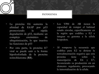 • La proteína E6 aumenta la
afinidad de E6AP por p53
promoviendo la rápida
degradación de p53, mediante un
complejo enzimático de
ubiquitinización, lo que inactiva
las funciones de p53
• Por otra parte, la proteína E7
viral se puede unir a la forma
hipofosforilada de la proteína
retinoblastoma (RB).
PATOGENIA
• Los VPH de AR tienen la
capacidad de romper el habitual
estado circular, específicamente en
la región que codifica a E2 e
integrar su genoma a la célula
hospedera.
• Al romperse la secuencia que
codifica para E2 se detiene la
retroalimentación negativa que esta
proteína tiene sobre la
transcripción de E6 y E7,
favoreciendo su producción sin un
elemento regulatorio, provocando
la inmortalización de la célula.
 