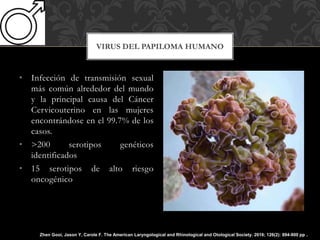 • Infección de transmisión sexual
más común alrededor del mundo
y la principal causa del Cáncer
Cervicouterino en las mujeres
encontrándose en el 99.7% de los
casos.
• >200 serotipos genéticos
identificados
• 15 serotipos de alto riesgo
oncogénico
VIRUS DEL PAPILOMA HUMANO
Zhen Gooi, Jason Y, Carole F. The American Laryngological and Rhinological and Otological Society. 2016; 126(2): 894-900 pp .
 