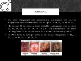 • Los tipos oncogénicos más recientemente identificados con cánceres
anogenitales en el sexo masculino son los tipos: 16, 18, 31, 33, 45, 51 y 52
• . El serotipo 68 se considera como probable carcinogénico y los serotipos
26, 53, 64, 65, 66, 67, 69, 70, 73 y 82 son considerados altamente
carcinogénicos en los experimentos hechos en tejido humano y animal.
• La OMS define 12 serotipos como de alto riesgo oncogénico: 16, 18, 31,
33, 35, 39, 45, 51, 52, 56, 58, 59.
PATOGENIA
 