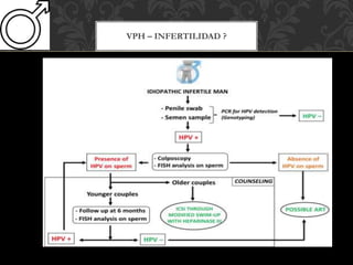 VPH – INFERTILIDAD ?
 
