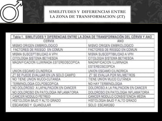 SIMILITUDES Y DIFERENCIAS ENTRE
LA ZONA DE TRANSFORMACION (ZT)
 