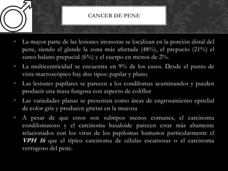 • La mayor parte de las lesiones invasoras se localizan en la porción distal del
pene, siendo el glande la zona más afectada (48%), el prepucio (21%) el
surco balano prepucial (6%) y el cuerpo en menos de 2%.
• La multicentricidad se encuentra en 9% de los casos. Desde el punto de
vista macroscópico hay dos tipos: papilar y plano.
• Las lesiones papilares se parecen a los condilomas acuminandos y pueden
producir una masa fungosa con aspecto de coliflor
• Las variedades planas se presentan como áreas de engrosamiento epitelial
de color gris y producen grietas en la mucosa
• A pesar de que estos son subtipos menos comunes, el carcinoma
condilomatoso y el carcinoma basaloide parecen estar más altamente
relacionados con los virus de los papilomas humanos particularmente el
VPH 16 que el típico carcinoma de células escamosas o el carcinoma
verrugoso del pene.
CANCER DE PENE
 