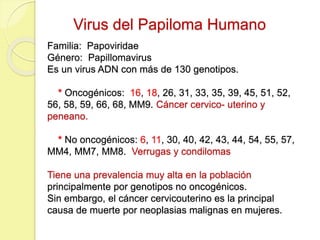 Virus del Papiloma Humano
Familia: Papoviridae
Género: Papillomavirus
Es un virus ADN con más de 130 genotipos.
* Oncogénicos: 16, 18, 26, 31, 33, 35, 39, 45, 51, 52,
56, 58, 59, 66, 68, MM9. Cáncer cervico- uterino y
peneano.
* No oncogénicos: 6, 11, 30, 40, 42, 43, 44, 54, 55, 57,
MM4, MM7, MM8. Verrugas y condilomas
Tiene una prevalencia muy alta en la población
principalmente por genotipos no oncogénicos.
Sin embargo, el cáncer cervicouterino es la principal
causa de muerte por neoplasias malignas en mujeres.
 