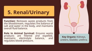 Salt Bladder Organ systems ppt Science grade 11 1st q | PPTX