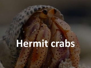 Hermit crabs
 