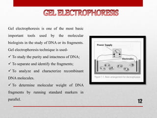 Gel electrophoresis is one of the most basic
important tools used by the molecular
biologists in the study of DNA or its fragments.
Gel electrophoresis technique is used-
 To study the purity and intactness of DNA;
 To separate and identify the fragments;
 To analyze and characterize recombinant
DNA molecules.
 To determine molecular weight of DNA
fragments by running standard markers in
parallel.
12
 