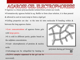 Agarose is a linear polysaccharide isolated from certain sea weeds.
Formation-dry agarose boiled in aq. Buffer to form clear solution, it is then poured
& allowed to cool at room temp to form a rigid gel.
Gelling properties are due to the inter & intra molecular H bonding within &
between the long agarose chains.
polymers during gel formation
Low concentrations of agarose–forms gels
with large pores.
It is sold in different purity grades based on
the sulphate concentration.
Used– electrophoresis of proteins & nucleic
acids.
Advantage-can be reliquified by heating to
65̊c(DNA samples separated in the gel can be
recovered).
22
 