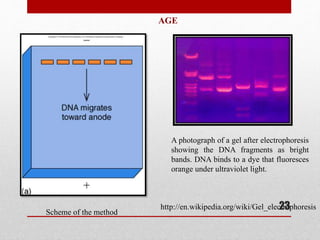 AGE
Scheme of the method
A photograph of a gel after electrophoresis
showing the DNA fragments as bright
bands. DNA binds to a dye that fluoresces
orange under ultraviolet light.
http://en.wikipedia.org/wiki/Gel_electrophoresis23
 