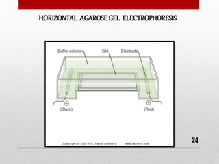 HORIZONTAL AGAROSE GEL ELECTROPHORESIS
24
 