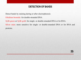 Detect bands by staining during or after electrophoresis
Ethidium bromide: for double-stranded DNA
SyBr green or SyBr gold: for single- or double-stranded DNA or for RNA.
Silver stain: more sensitive for single- or double-stranded DNA or for RNA and
proteins.
DETECTIONOF BANDS
25
 