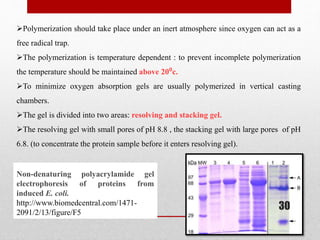 Polymerization should take place under an inert atmosphere since oxygen can act as a
free radical trap.
The polymerization is temperature dependent : to prevent incomplete polymerization
the temperature should be maintained above 20⁰c.
To minimize oxygen absorption gels are usually polymerized in vertical casting
chambers.
The gel is divided into two areas: resolving and stacking gel.
The resolving gel with small pores of pH 8.8 , the stacking gel with large pores of pH
6.8. (to concentrate the protein sample before it enters resolving gel).
Non-denaturing polyacrylamide gel
electrophoresis of proteins from
induced E. coli.
http://www.biomedcentral.com/1471-
2091/2/13/figure/F5
30
 