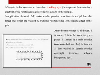 Sample buffer contains an ionisable tracking dye (bromophenol blue-monitors
electrophoretic run)&sucrose/glycerol(gives density to the sample).
Application of electric field makes smaller proteins move faster in the gel than the
larger ones which are retarded by frictional resistance due to the sieving effect of the
gels.
After the run reaches ¾ of the gel, it
is removed from between the glass
plates & shaken in a stain solution
(coomassie brilliant blue) for few hrs.
& then washed in destain solution
overnight (removes unbound
background dye).
34
 