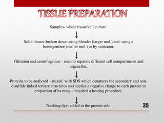 35
Samples- whole tissue/cell culture.
Solid tissues-broken down-using blender (larger mol.) and using a
homogenizer(smaller mol.) or by sonicator.
Filtration and centrifugation – used to separate different cell compartments and
organelles.
Proteins to be analyzed – mixed with SDS which denatures the secondary and non-
disulfide linked tertiary structures and applies a negative charge to each protein in
proportion of its mass – required a heating procedure.
Tracking dye- added to the protein soln.
 