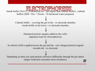 37
Anode buffer (Tris-Cl , D deionized wa + pH higher than cathode buffer) , cathode
buffers (SDS +Tris + Tricine + D deionized water) prepared.
Cathode buffer – covering the gel in the –ve electrode chamber.
Anode buffer in the lower +ve electrode chamber.
Denatured protein samples added to the wells.
Apparatus kept for electrophoresis.
An electric field is applied across the gel and the –vely charged proteins migrate
towards the +ve electrode.
Depending on their size each protein will move differently through the gel matrix
(larger molecules encounter more resistance).
 