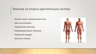 Влияние на опорно-двигательную систему
• Застой в ногах и органах малого таза
• Шея и ее затекание
• Позвоночник-поясница
• Ромбовидная малая и большая
• Тунельный синдром
• Запястья и плюсна
 