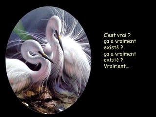 C’est vrai ?
ça a vraiment
existé ?
ça a vraiment
existé ?
Vraiment…
 