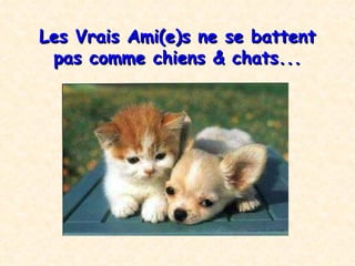 Les Vrais Ami(e)s  ne se battent pas comme chiens & chats ... 