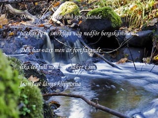 Den möter andra små sprudlande bäckar i sin snirkliga väg nedför bergskammen Den har växt men är fortfarande lika lekfull men mer säker i sin framfart längs klipporna 