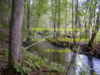 Vårbäcken har nu blivit ganska djup och är ett tryggt tillhåll för fiskar och törstiga djur 