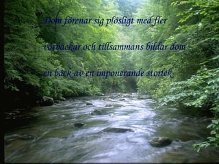 Dom förenar sig plösligt med fler vårbäckar och tillsammans bildar dom en bäck av en imponerande storlek 