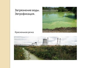 Загрязнение воды.
Эвтрофикация.
Красненькая речка
 