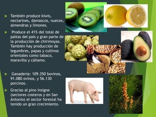  También produce kiwis,
nectarines, damascos, nueces,
almendras y limones.
 Produce el 41% del total de
paltas del país y gran parte de
la producción de chirimoyas.
También hay producción de
legumbres, papas y cultivos
orientales como tabaco,
maravilla y cáñamo.
 Ganadería: 109.350 bovinos,
91.080 ovinos, y 56.130
porcinos.
 Gracias al pino insigne
(sectores costeros y en San
Antonio) el sector forestal ha
tenido un gran crecimiento.
 