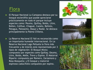 Flora
 El Parque Nacional La Campana destaca por su
bosque esclerófilo que puede apreciarse
prácticamente en todo el parque incluye
especies como: Peumo, Quillay, Boldo, Litre,
Bollen, Colihue, Chagual, Canelo, Belloto,
Patagua, Palosanto, Maqui y Radal. Se destaca
principalmente la Palma Chilena.
 La Reserva Nacional El Yali es reconocida como
un importante humedal internacional. En La
Reserva Nacional Lago Peñuela la flora más
frecuente y de interés está representada por 3
tipos de vegetación: El Bosque Mixto;
compuesto por especies como Quillay, Oeumo,
Litre, Boldo, Molle, Trevo y Espino. El Matorral
Ripario: compuesto por Romero, Zarzamora y
Rosa Mosqueta; y El bosque y matorral
espinoso caducifolio compuesto por espino.
 